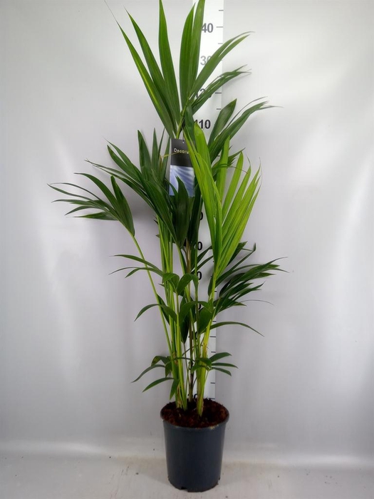 <h4>Howea forsteriana</h4>