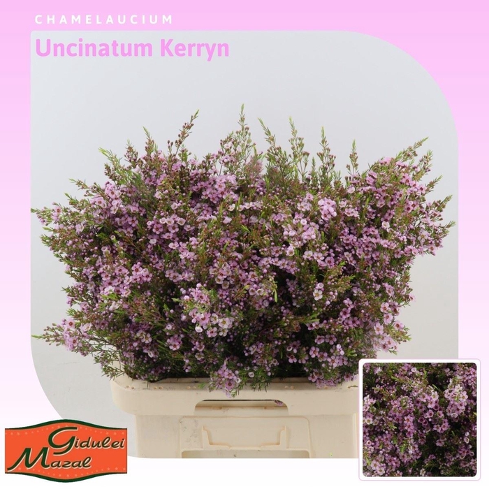 <h4>Chamelaucium uncinatum 'Kerryn'</h4>