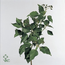 <h4>Aralia Bes Groen</h4>