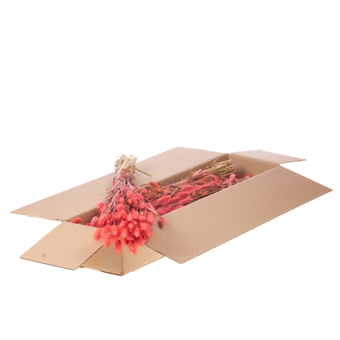 <h4>Lagurus Ovatus Sb Pink</h4>