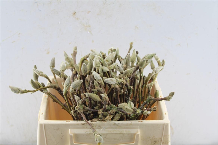 <h4>Magnolia Grandiflora</h4>