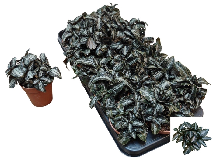 <h4>PILEA SPR SILV TREE</h4>