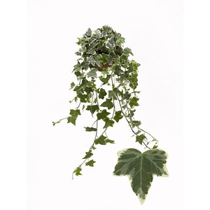 Hedera helix   ...mix varie white