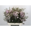 Chamelaucium Dancing Queen