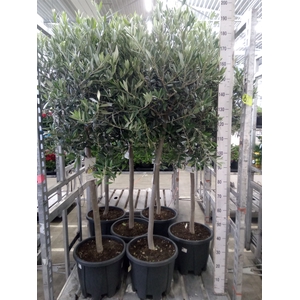 Olea europaea