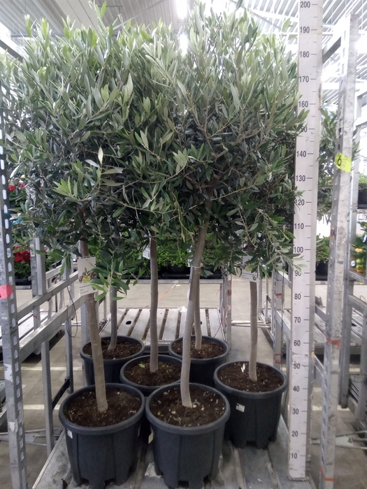 <h4>Olea europaea</h4>