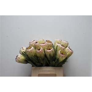 Protea Rupy White