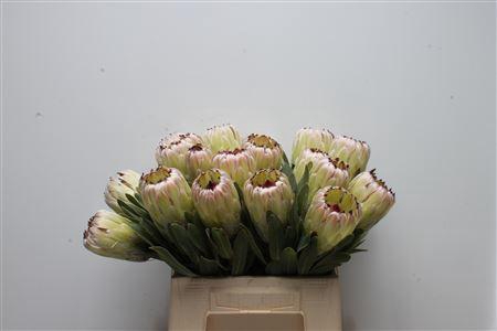 <h4>Protea Rupy White</h4>