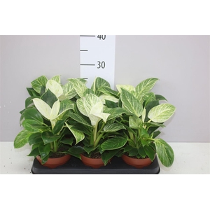 Philodendron White Wave