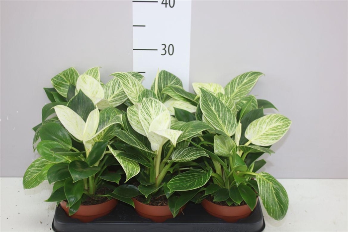 <h4>Philodendron White Wave</h4>