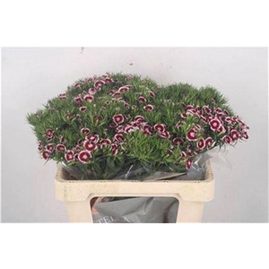 Di Barb Breanthus Rio