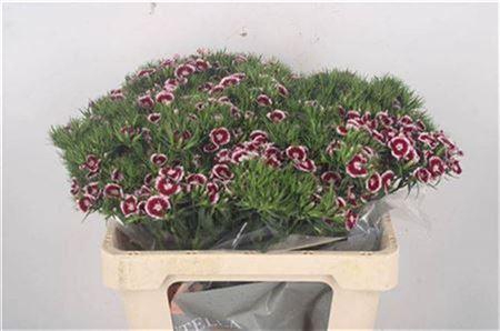 <h4>Di Barb Breanthus Rio</h4>