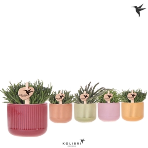 Kolibri Greens Rhipsalis mix in Flare pot mix