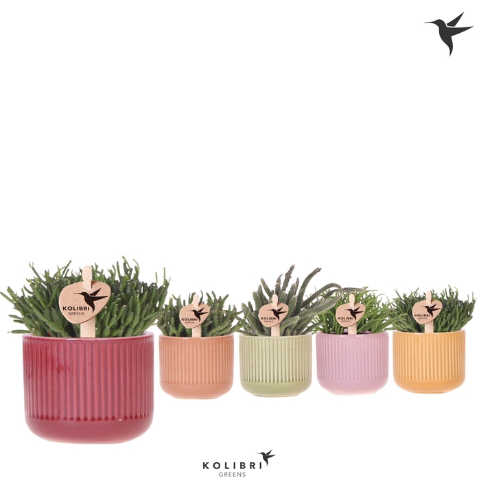 <h4>Kolibri Greens Rhipsalis mix in Flare pot mix</h4>