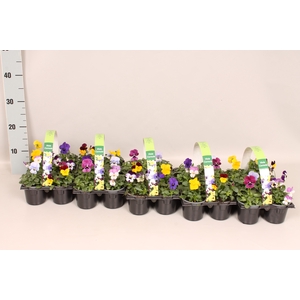Viola cornuta sixpack F1 Gemengd in sixpack