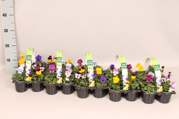 <h4>Viola cornuta sixpack F1 Gemengd in sixpack</h4>