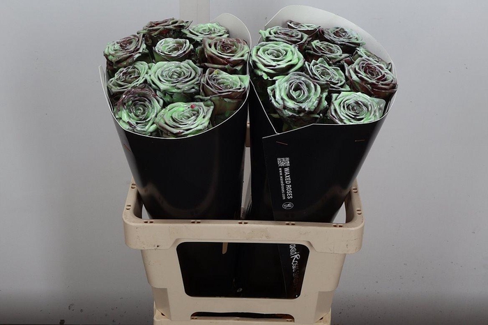 <h4>R Wx (rn) Minty</h4>