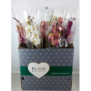 Phalaenopsis   ...mix