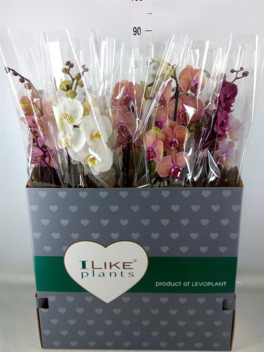 <h4>Phalaenopsis   ...mix</h4>