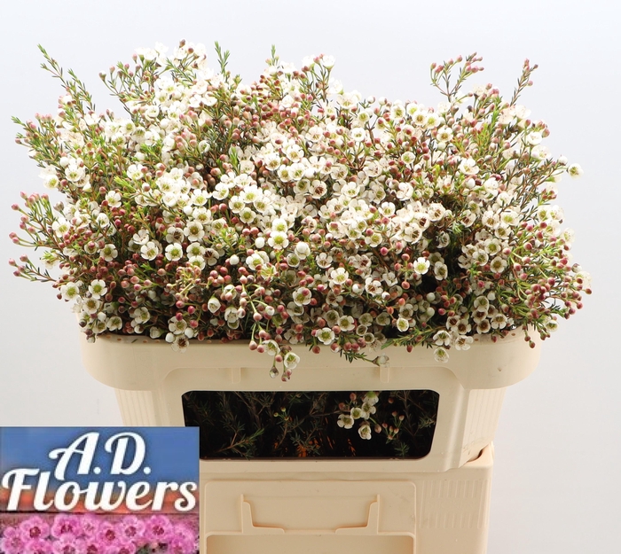 <h4>CHAME MI LIRON</h4>