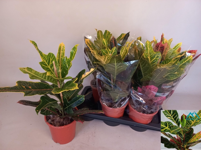 <h4>COD GR EXCELLENT</h4>