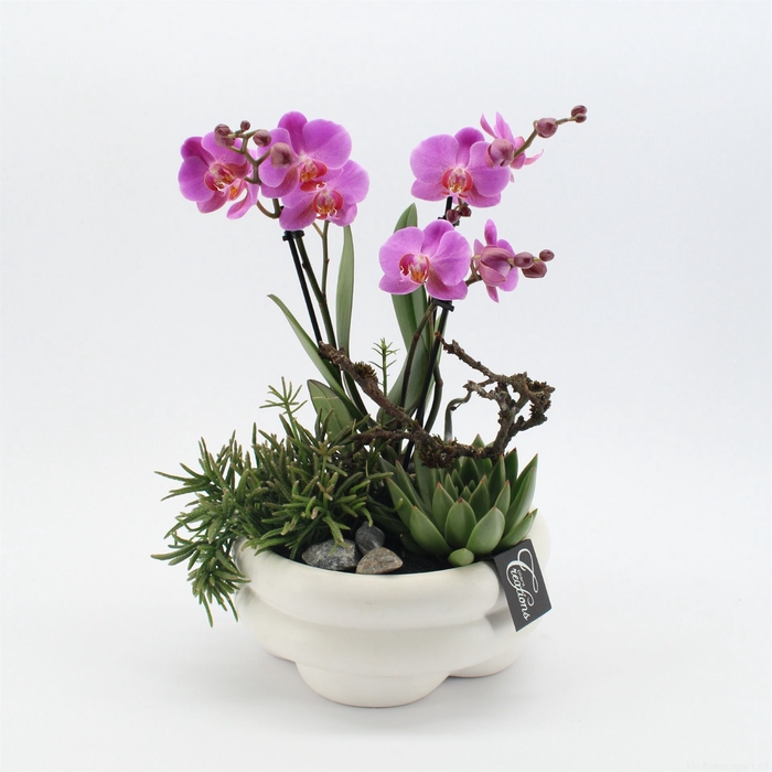 <h4>Arr.  Phalaenopsis H%</h4>