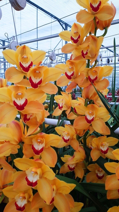 <h4>CYMB T MISS SAIGON 50 CM</h4>