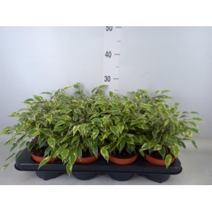 Ficus benja. 'Kinky'