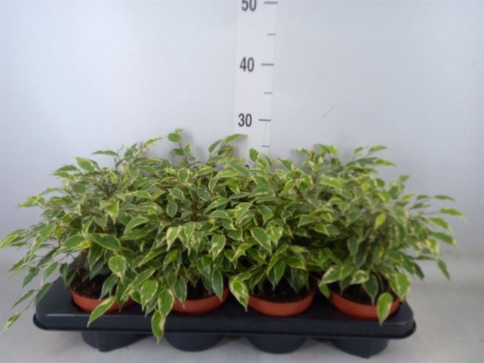 <h4>Ficus benja. 'Kinky'</h4>