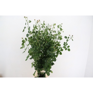 WILD ROSES 100CM/120CM