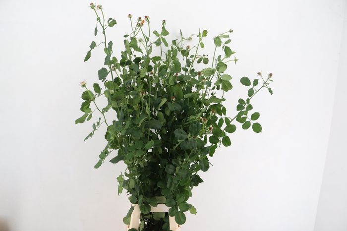 <h4>WILD ROSES 100CM/120CM</h4>