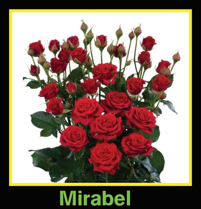 <h4>R Tr Spray Mirabel</h4>