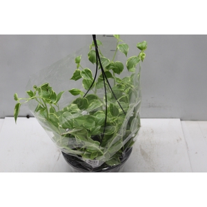 PEPEROMIA SCANDENS C21