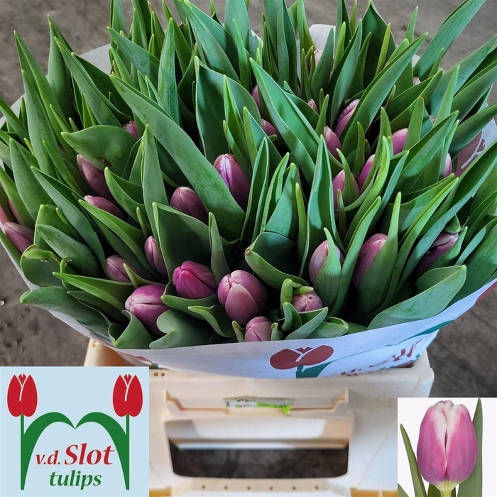 <h4>Tu En Outlook</h4>