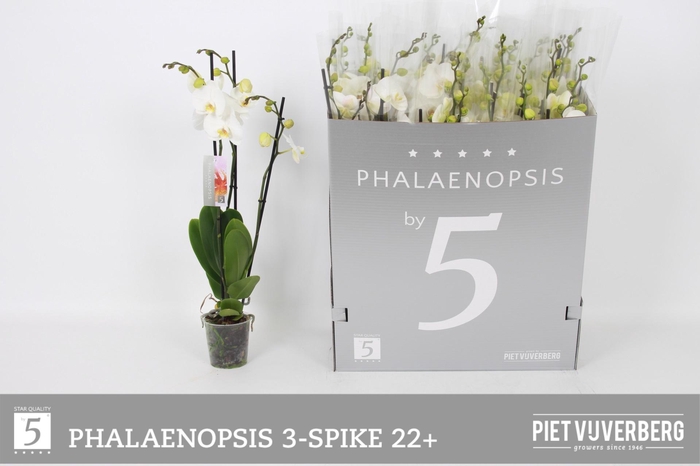 <h4>PHAL OV WIT</h4>