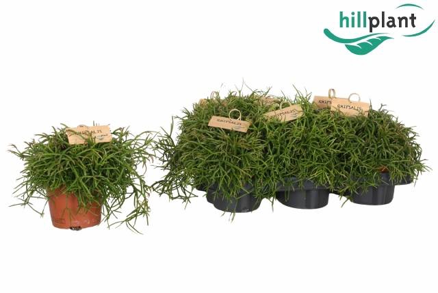 <h4>RHIPSALIS BA OASIS</h4>