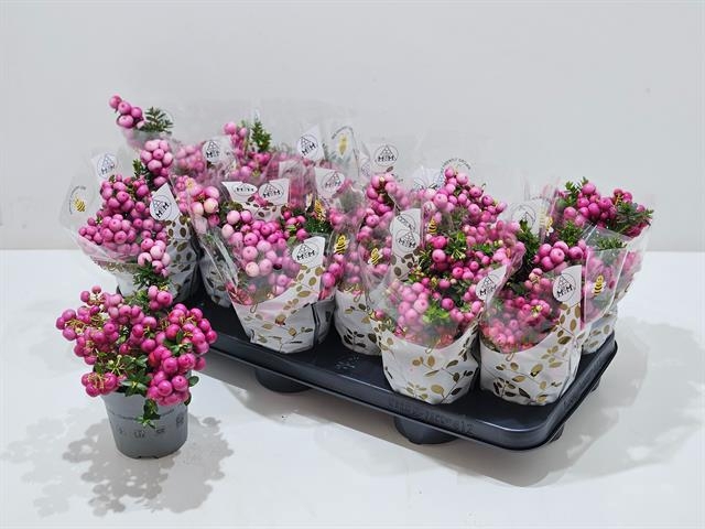 <h4>GAULTH MUCRONATA PINK P10.5</h4>