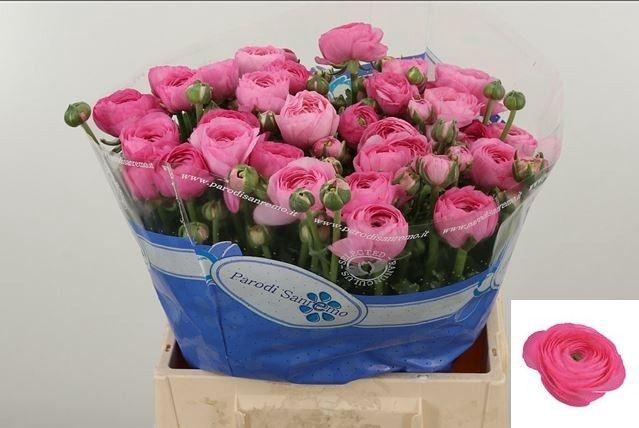 <h4>RAN SU CONFETTO</h4>