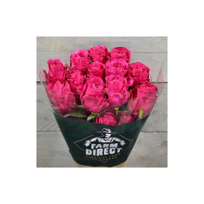 <h4>R Gr Hot Explorer</h4>