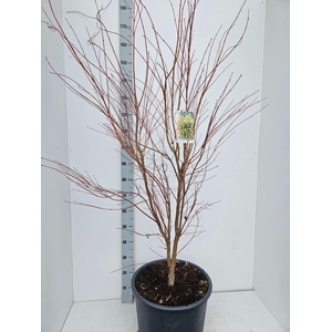 Acer palmatum Sangokaku