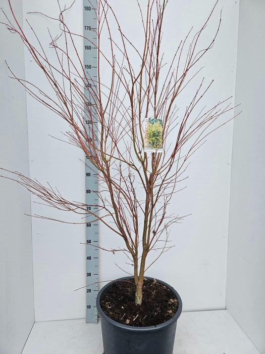 <h4>Acer palmatum Sangokaku</h4>