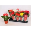 Gerbera C G Gemengd 2+