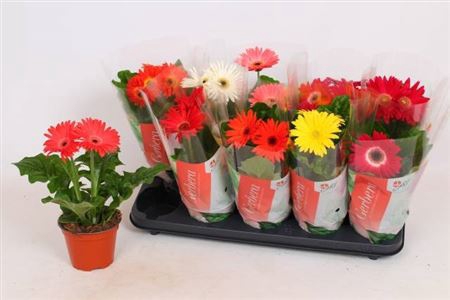 Gerbera C G Gemengd 2+
