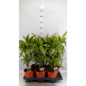 Dracaena fr de 'LemonLime'