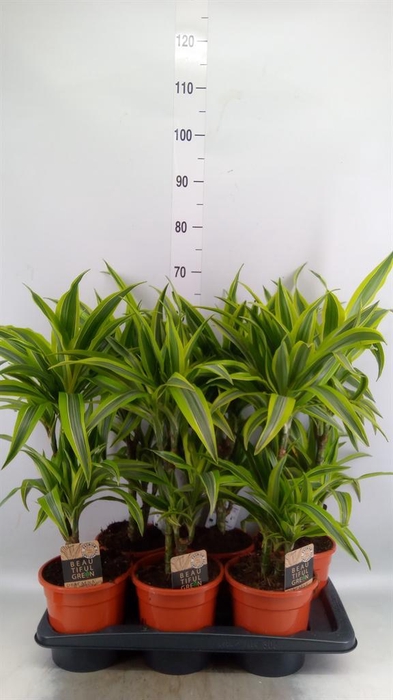 <h4>Dracaena fr de 'LemonLime'</h4>