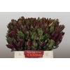 Leucadendron Senorita