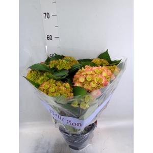 Hydrangea mac. 'Sweet Dreams'