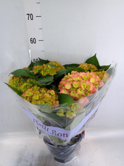 <h4>Hydrangea mac. 'Sweet Dreams'</h4>