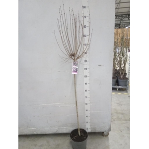 Syringa meyeri 'Palibin'