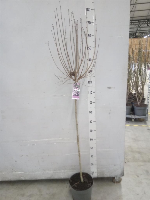 <h4>Syringa meyeri 'Palibin'</h4>